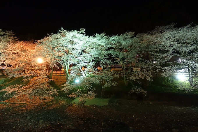 京都桜速報2019_41　No18