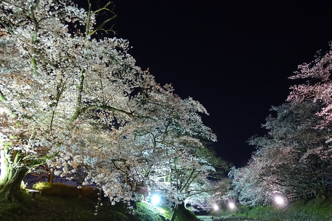 京都桜速報2019_41　No24