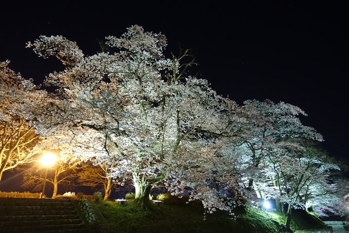 京都桜速報2019_41　No25