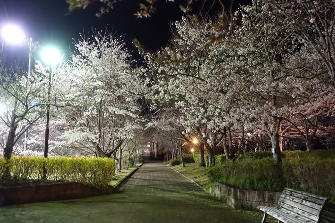 京都桜速報2019_41　No27