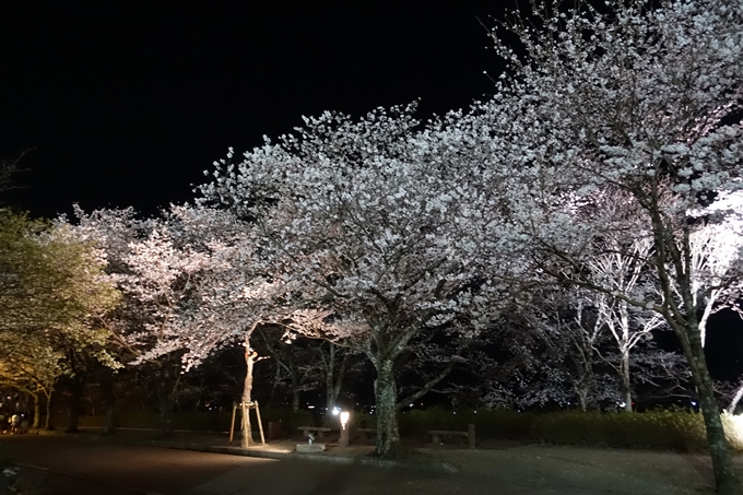 京都桜速報2019_41　No28