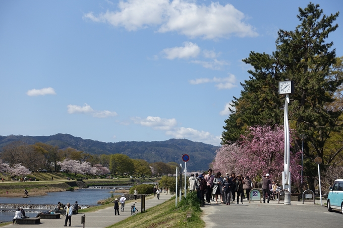 京都桜速報2019_31 No2