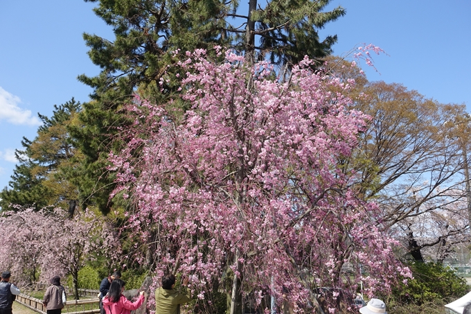 京都桜速報2019_31 No3