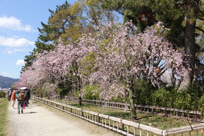 京都桜速報2019_31 No5