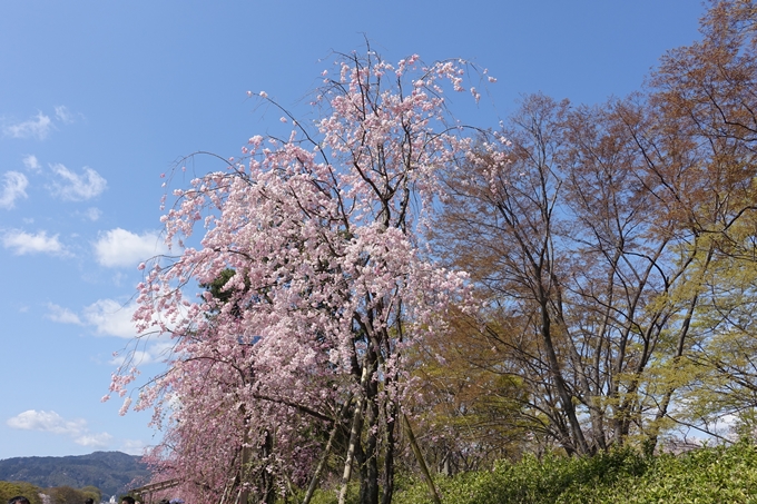 京都桜速報2019_31 No6