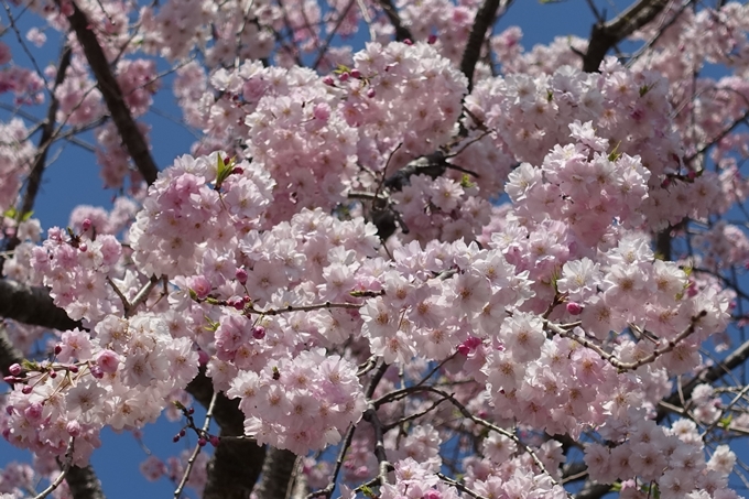 京都桜速報2019_31 No7