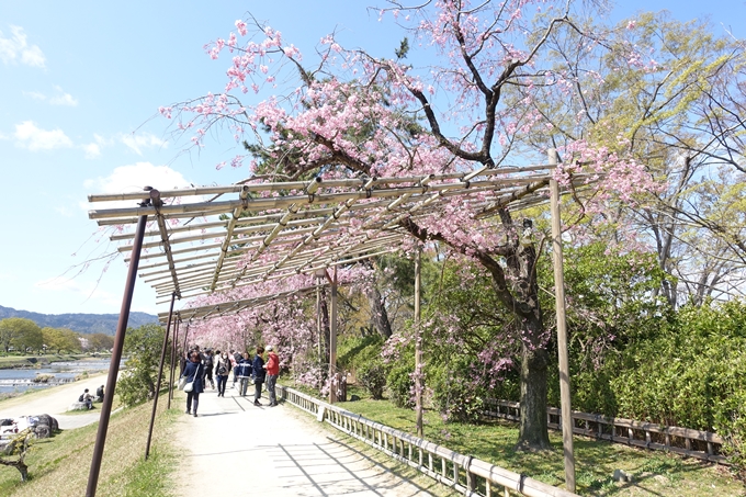 京都桜速報2019_31 No8