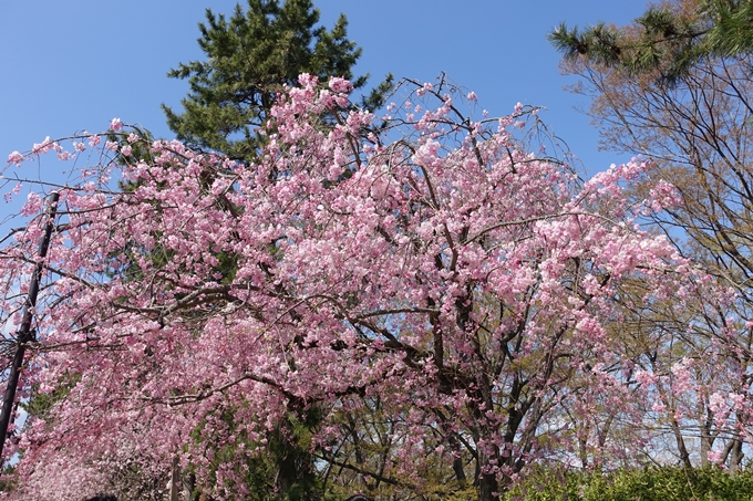 京都桜速報2019_31 No9