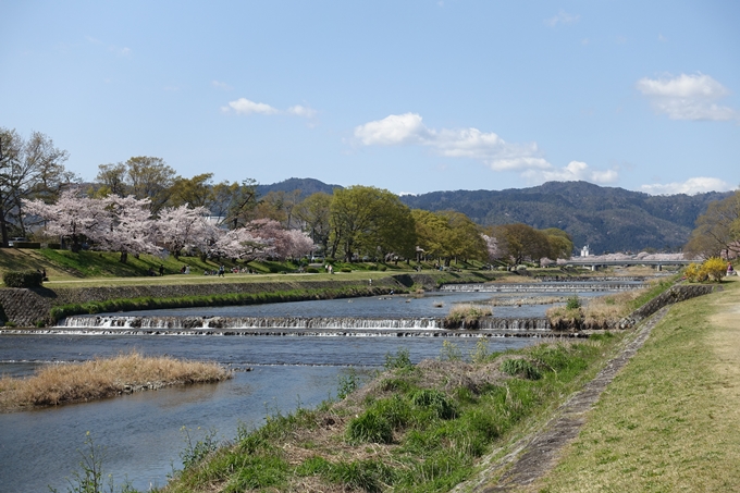 京都桜速報2019_31 No10