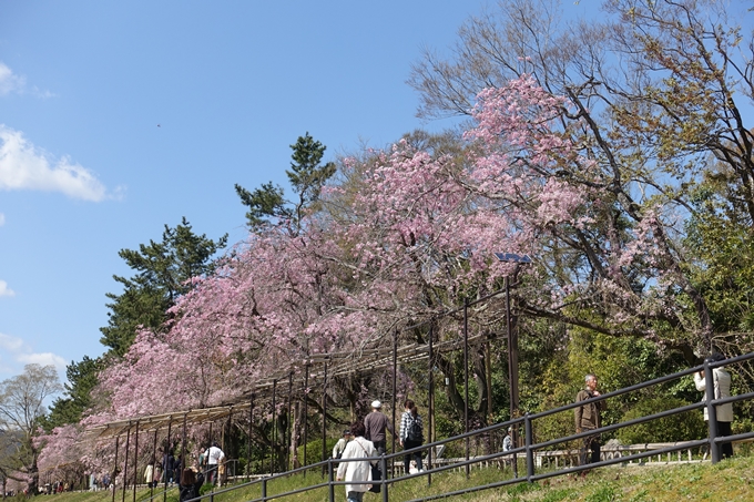 京都桜速報2019_31 No12