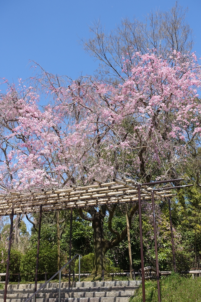 京都桜速報2019_31 No13