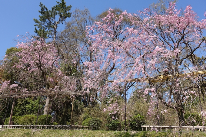 京都桜速報2019_31 No14