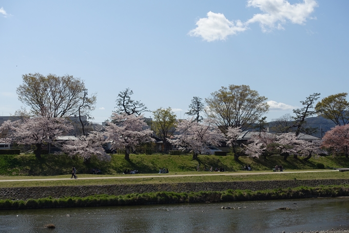 京都桜速報2019_31 No16