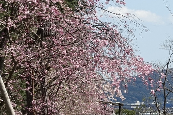 京都桜速報2019_31 No17