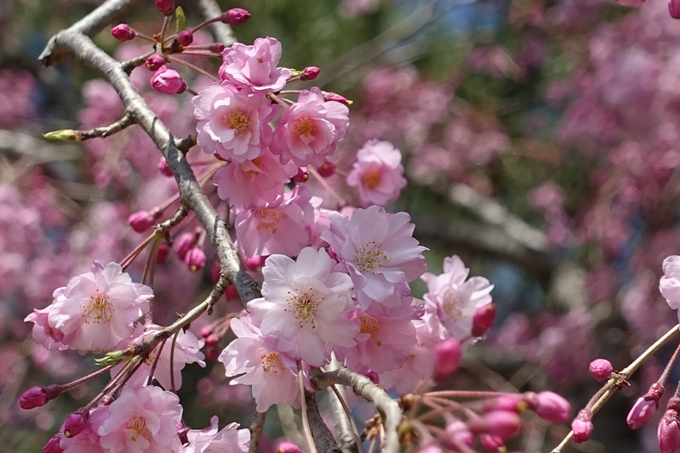 京都桜速報2019_31 No18