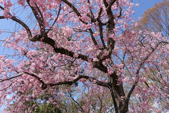 京都桜速報2019_31 No20