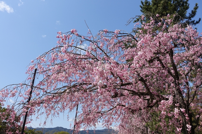 京都桜速報2019_31 No21