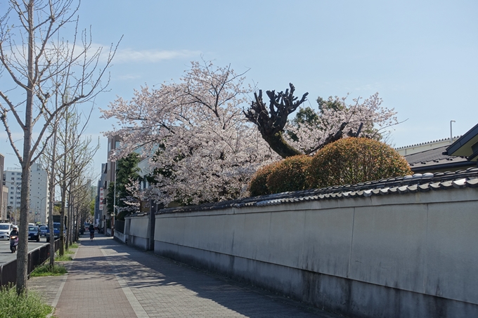 京都桜速報2019_32　No4