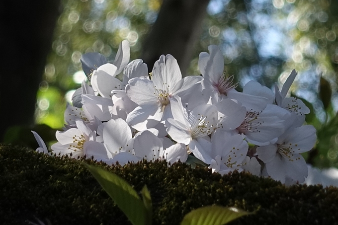 京都桜速報2019_32　No8