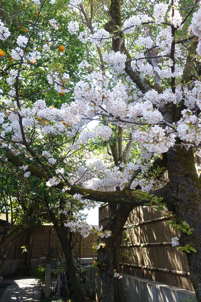 京都桜速報2019_32　No10