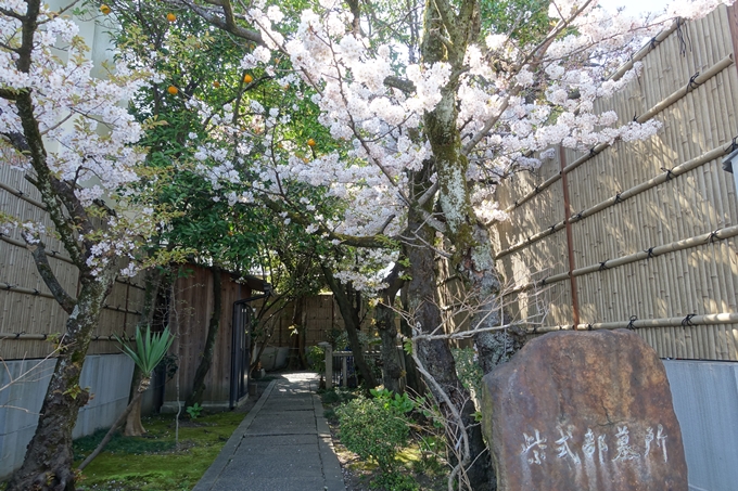 京都桜速報2019_32　No12