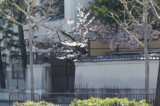 京都桜速報2019_32　No3