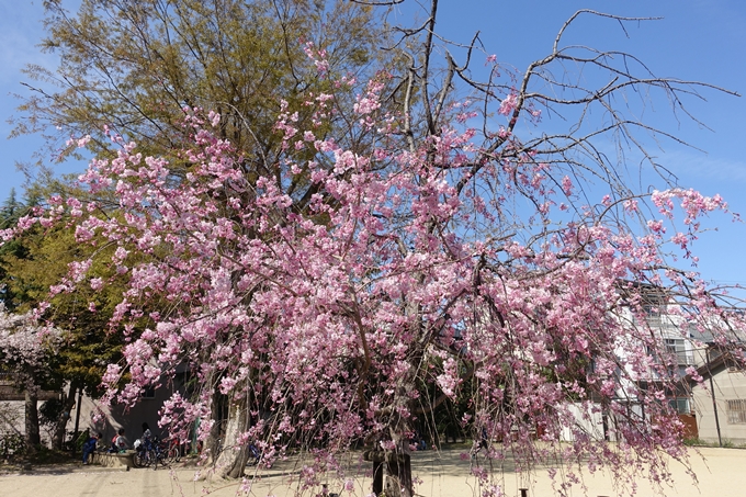 旧西陣小学校　No10