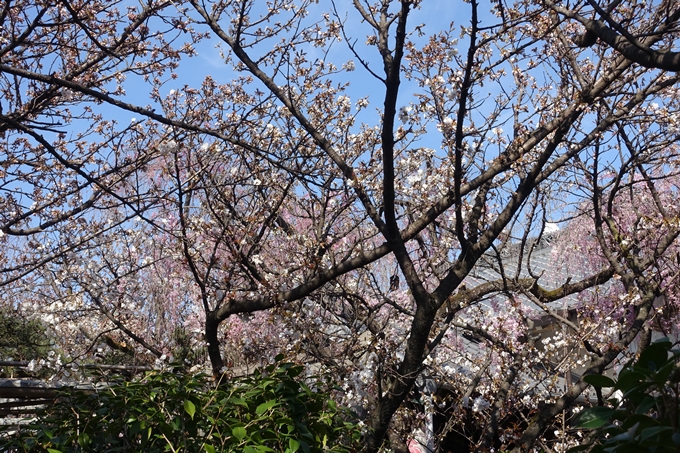 京都桜速報2019_33　No5