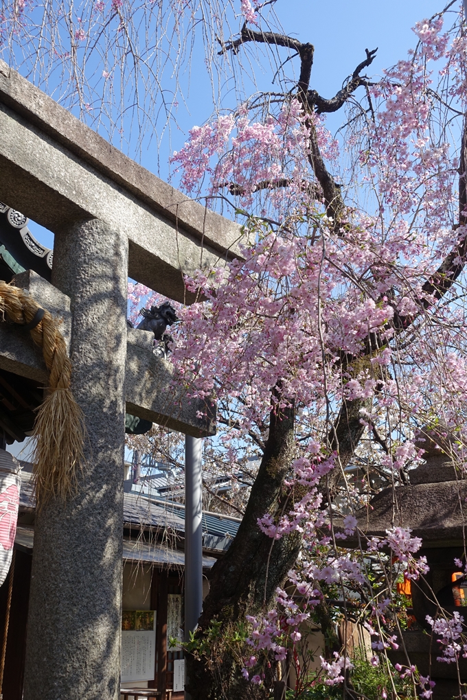 京都桜速報2019_33　No9