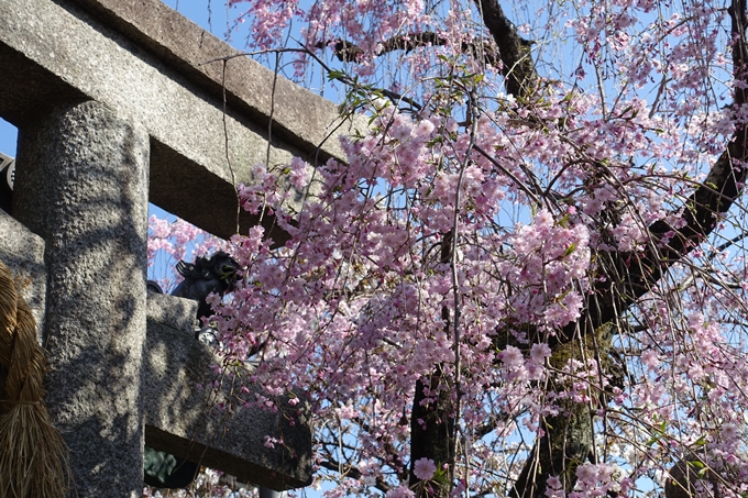 京都桜速報2019_33　No10