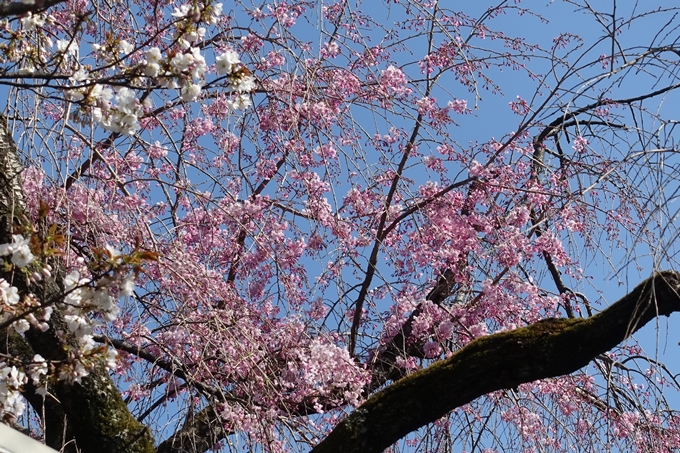 京都桜速報2019_33　No13