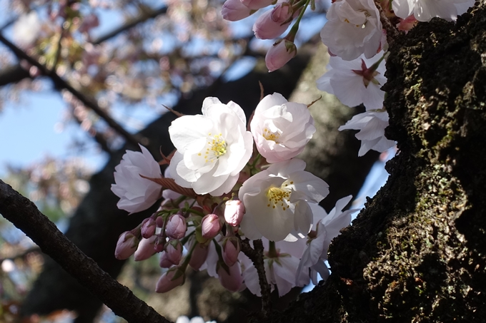 京都桜速報2019_33　No14