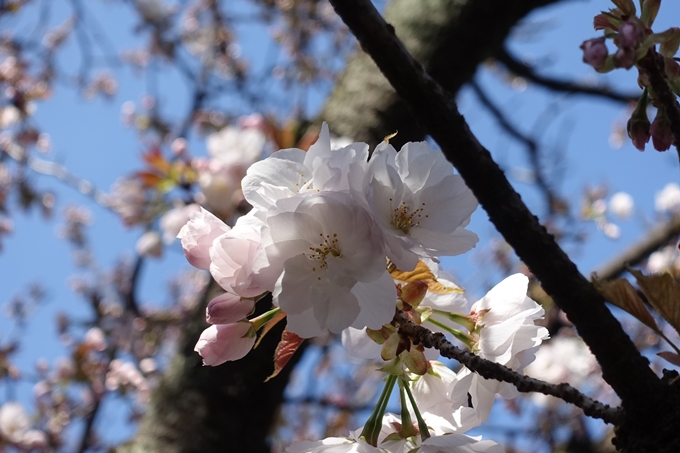 京都桜速報2019_33　No15