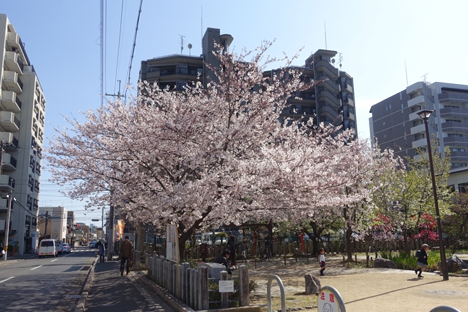 京都桜速報2019_34　No3