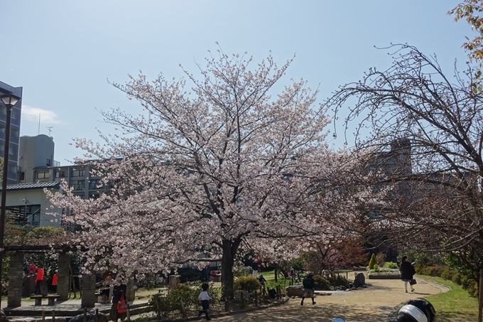 京都桜速報2019_34　No4