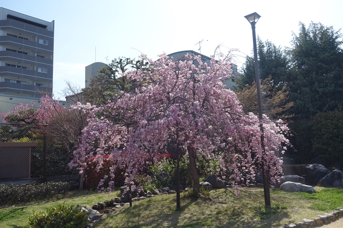 京都桜速報2019_34　No6