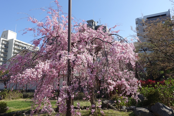 京都桜速報2019_34　No7