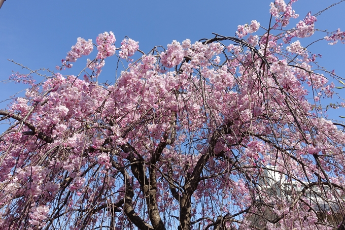 京都桜速報2019_34　No8