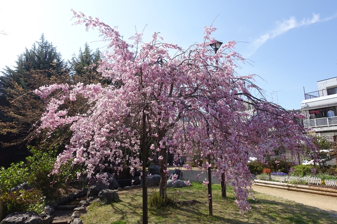 京都桜速報2019_34　No11