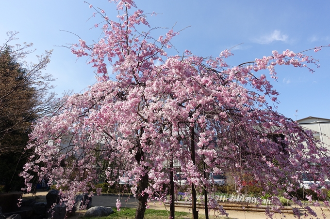 京都桜速報2019_34　No12