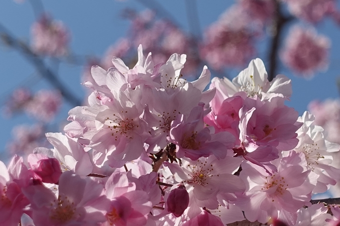 京都桜速報2019_34　No14