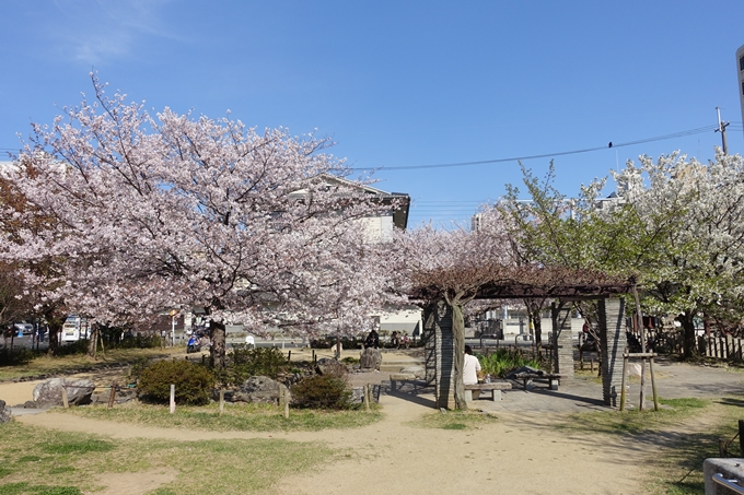 京都桜速報2019_34　No15