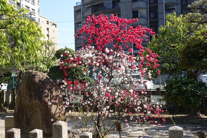 京都桜速報2019_35　No2