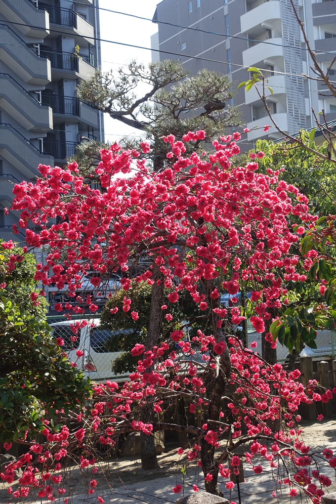 京都桜速報2019_35　No3