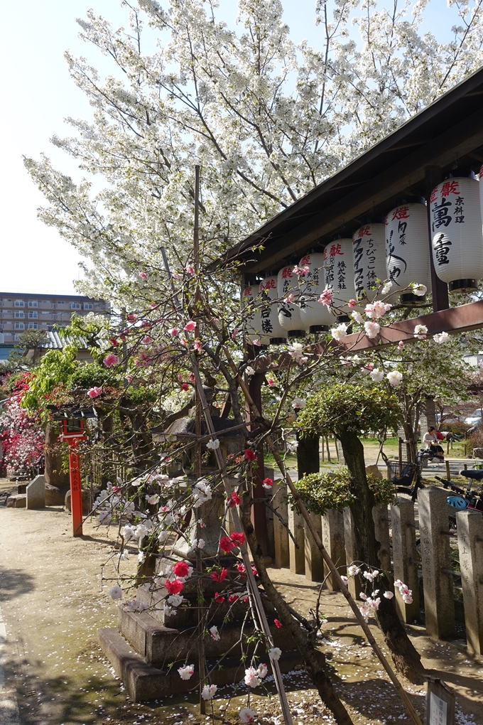 京都桜速報2019_35　No6