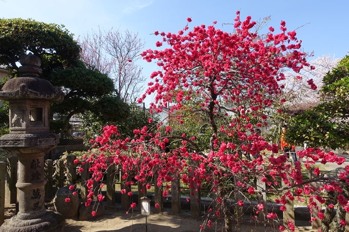 京都桜速報2019_35　No11