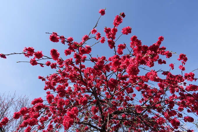 京都桜速報2019_35　No12