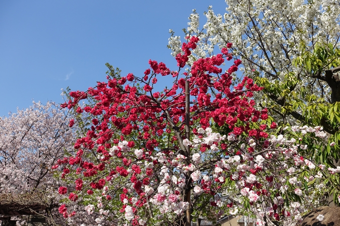 京都桜速報2019_35　No10