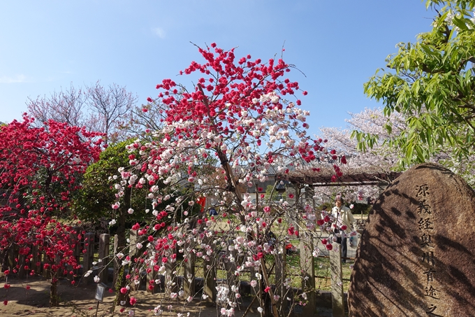 京都桜速報2019_35　No8