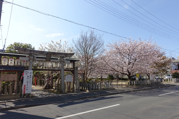 京都桜速報2019_35　No4